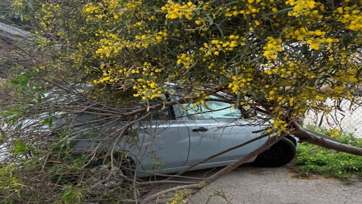 Έπεσαν δέντρα και κολόνες φωτισμού στη Ρόδο λόγω της κακοκαιρίας