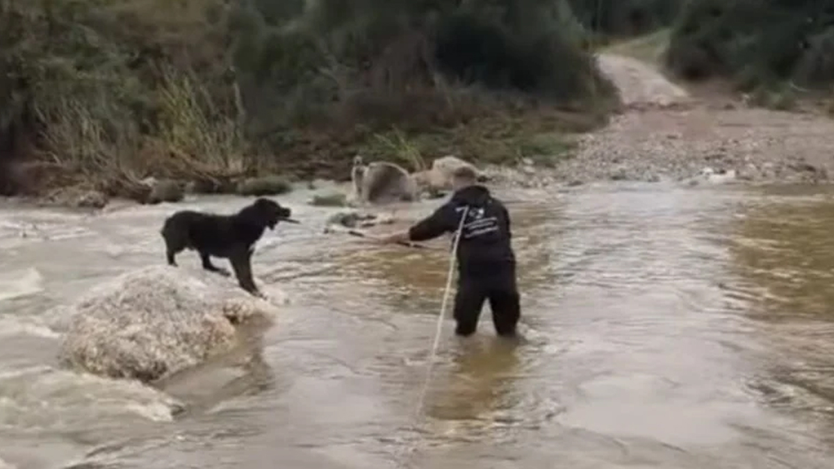 Τσομπανόσκυλα εγκλωβίστηκαν κοντά στον Ολύνθιο ποταμό