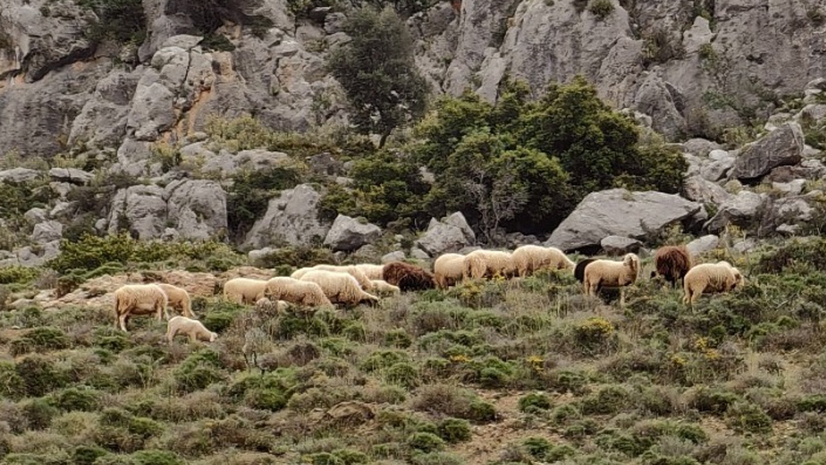 Κοζάνη: Έλεγχος της Υποδιεύθυνσης Κτηνιατρικής μετά από δημοσιεύματα για νεκρά πρόβατα