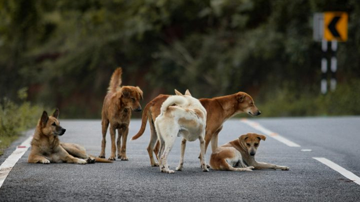 Παγκόσμια ημέρα αδέσποτων ζώων