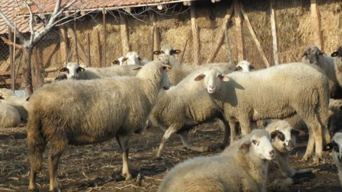 Τροπολογία του υπουργείου Ανάπτυξης για τον περιορισμό ζωονόσων στην κτηνοτροφία