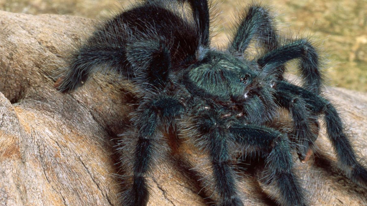 Ρηνανία: Μία γυναίκα ξέχασε στο τρένο 20 ταραντούλες