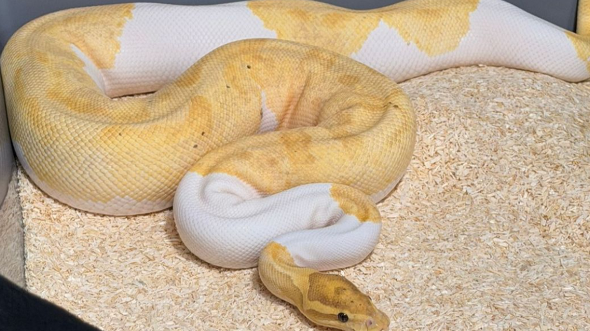 Απίστευτο θέαμα: Βρέθηκαν 148 βασιλικοί πύθωνες σε διαμέρισμα στην Πολωνία