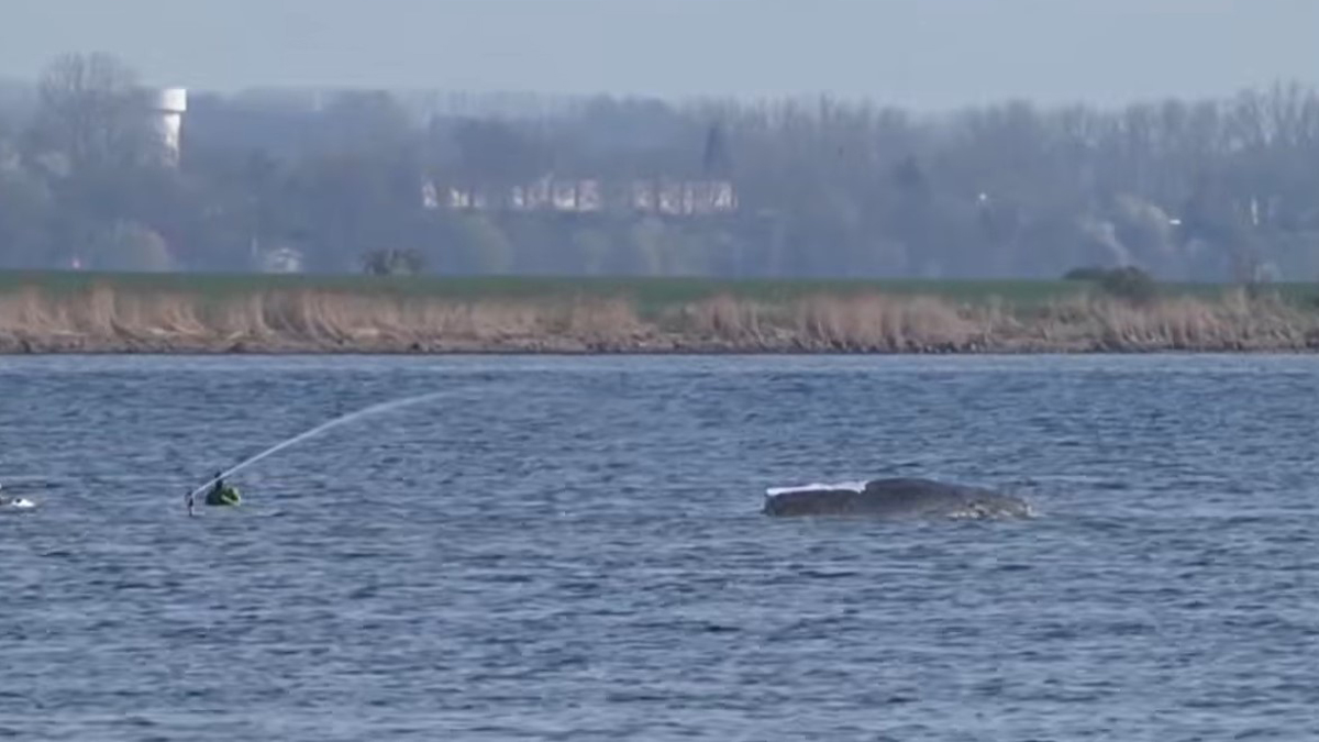 Συνεχίζονται οι προσπάθειες για τη διάσωση της φάλαινας «Τίμι»