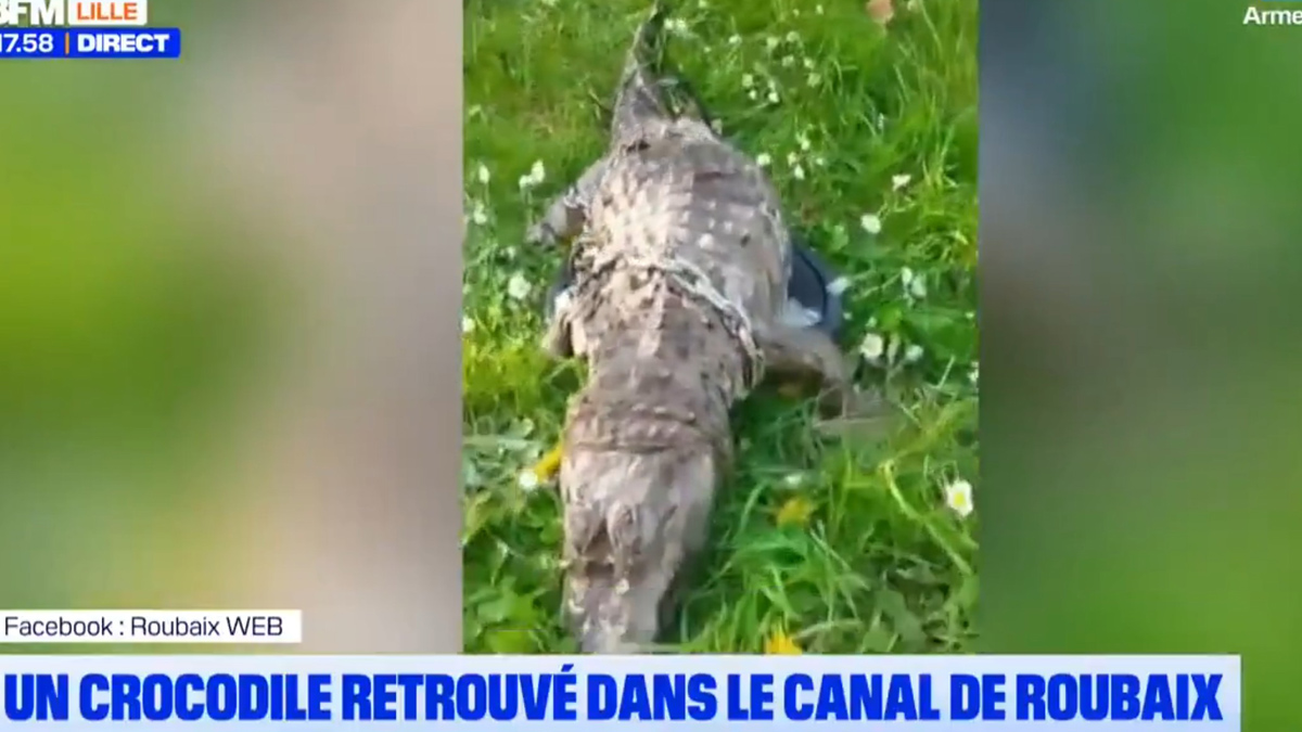 Γαλλία: Κροκόδειλος βρέθηκε νεκρός, τυλιγμένος με αλυσίδες μέσα σε υπνόσακο