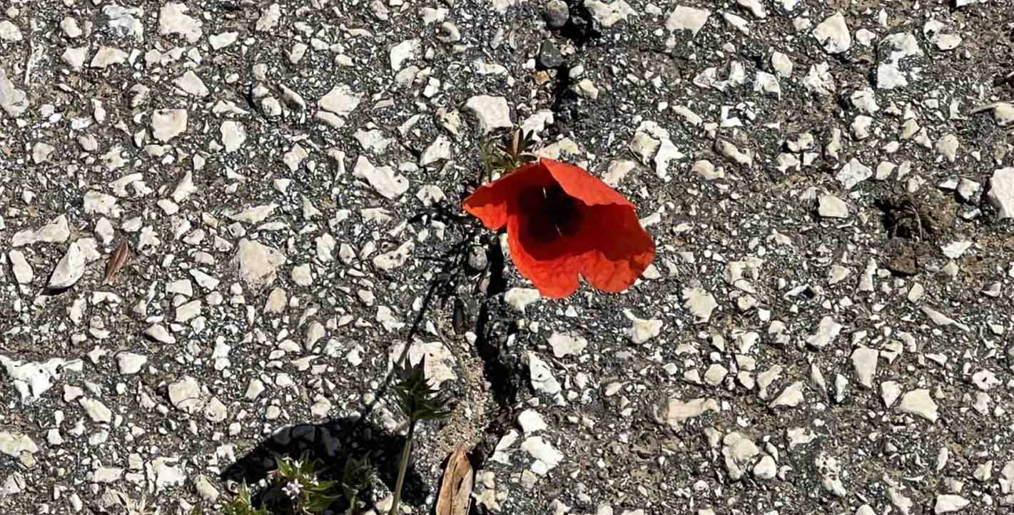 Όταν η φύση επιμένει την Πρωτομαγιά