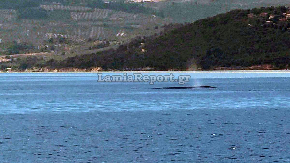 Φάλαινα 9 μέτρων εμφανίστηκε στον Βόρειο Ευβοϊκό ανοιχτά του Θεολόγου
