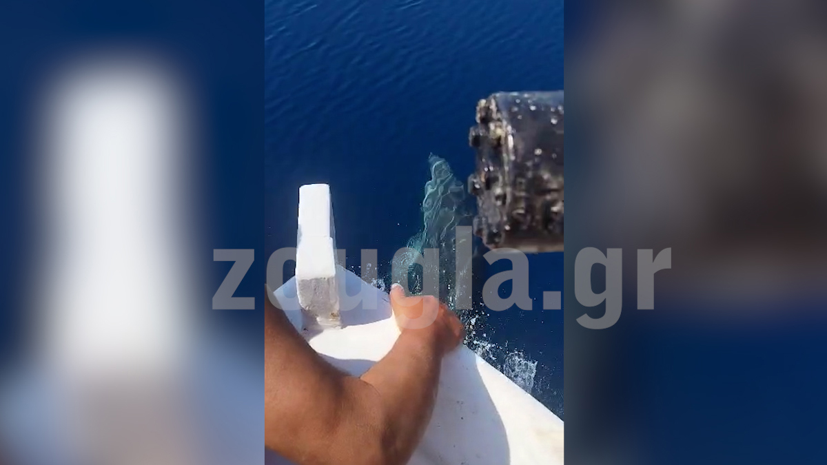 Χαλκιδική: Μια ξεχωριστή συνάντηση στη θάλασσα, ανάμεσα σε έ