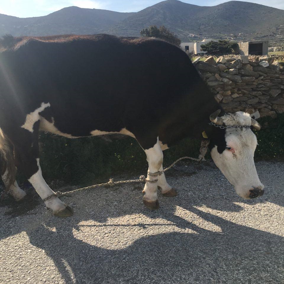 Πάρος: Φωτογραφία από μέσα κοινωνικής δικτύωσης