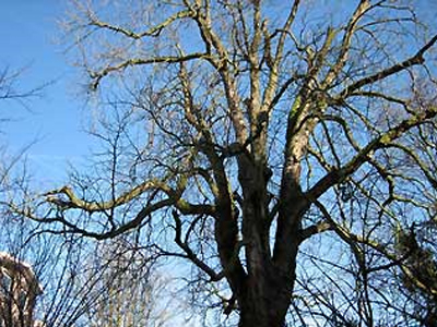 Προσπάθεια για να σωθεί το δένδρο της Άννας Φρανκ