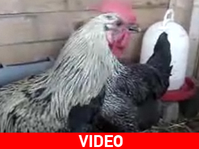 Απόρρητο: Ο κόκκορας… “λάλησε”