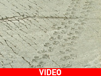 Αποτυπώματα δεινοσαύρων… χάθηκαν λόγω κατολίσθησης
