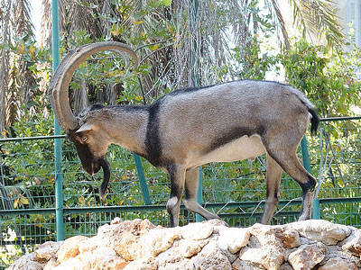 Βρέθηκε κουφάρι κρητικού αιγάγρου σε κάδο απορριμμάτων Βρέθηκε κουφάρι κρητικού αιγάγρου σε κάδο απορριμμάτων